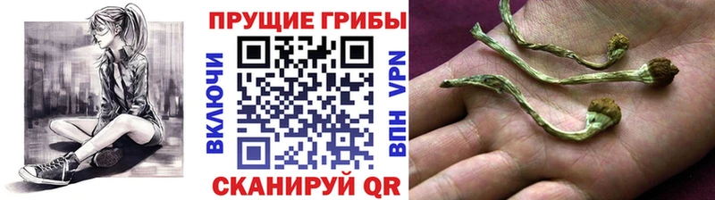 Псилоцибиновые грибы GOLDEN TEACHER  Купить где  Белгород 